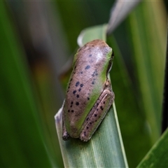 Unidentified Frog at Mogo, NSW - 20 Sep 2019 by AlisonMilton