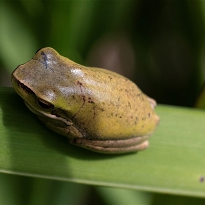 Litoria verreauxii verreauxii at Mogo, NSW - 20 Sep 2019 by AlisonMilton