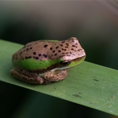 Litoria verreauxii verreauxii at Mogo, NSW - 20 Sep 2019 by AlisonMilton