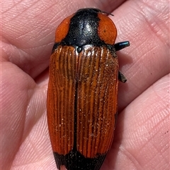 Temognatha thoracica (Jewel beetle) at Cook, ACT - 1 Jan 2025 by HaukeKoch