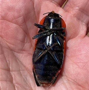 Temognatha thoracica at Cook, ACT - 1 Jan 2025 01:19 PM