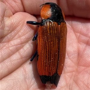 Temognatha thoracica at Cook, ACT - 1 Jan 2025 01:19 PM