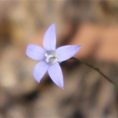 Wahlenbergia capillaris (Tufted Bluebell) at Wilsons Valley, NSW - 30 Dec 2024 by Clarel