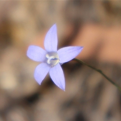 Wahlenbergia capillaris (Tufted Bluebell) at Wilsons Valley, NSW - 31 Dec 2024 by Clarel