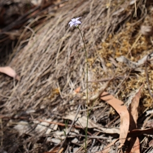 Wahlenbergia capillaris at Wilsons Valley, NSW - 31 Dec 2024 09:28 AM