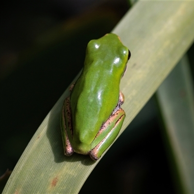 Litoria verreauxii verreauxii at Mogo, NSW - 20 Sep 2019 by AlisonMilton