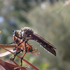 Chrysopogon muelleri (Robber fly) at Murrumbateman, NSW - 31 Dec 2024 by SimoneC