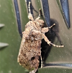 Spodoptera mauritia (Lawn Armyworm) at Kenilworth, QLD - 1 Jan 2025 by AaronClausen