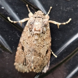 Spodoptera mauritia at Kenilworth, QLD - 1 Jan 2025 06:21 PM