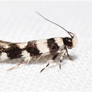 Macrobathra (genus) at Jerrabomberra, NSW - 31 Dec 2024