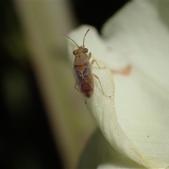 Lygaeidae (family) (Seed bug) at Murrumbateman, NSW - 31 Dec 2024 by SimoneC