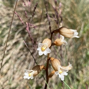 Gastrodia surcula at Cotter River, ACT - 29 Dec 2024