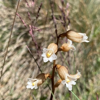 Gastrodia surcula (Snowgum potato orchid) at Cotter River, ACT - 29 Dec 2024 by NedJohnston