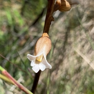 Gastrodia surcula at Cotter River, ACT - 29 Dec 2024