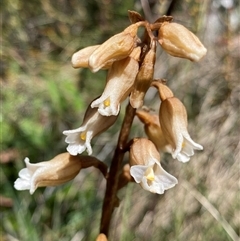 Gastrodia surcula at Cotter River, ACT - 29 Dec 2024