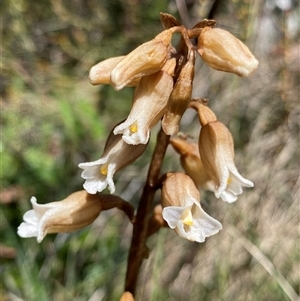 Gastrodia surcula at Cotter River, ACT - 29 Dec 2024