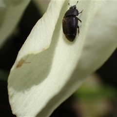 Aethina sp. (genus) (Sap beetle) at Murrumbateman, NSW - 31 Dec 2024 by SimoneC