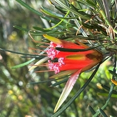 Lambertia formosa (Mountain Devil) at Red Rocks, NSW - 1 Jan 2025 by lbradley