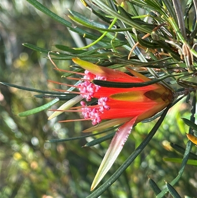 Lambertia formosa (Mountain Devil) at Red Rocks, NSW - 1 Jan 2025 by lbradley