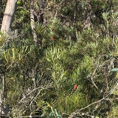 Lambertia formosa at Red Rocks, NSW - 1 Jan 2025 06:08 PM