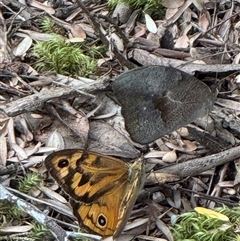 Heteronympha merope at Yanakie, VIC - 1 Jan 2025 by Louisab