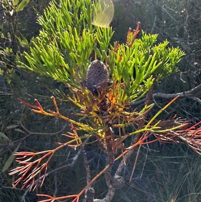 Isopogon anethifolius at Red Rocks, NSW - 1 Jan 2025 by lbradley