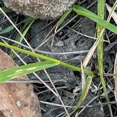 Eragrostis brownii (Common Love Grass) at Red Rocks, NSW - 1 Jan 2025 by lbradley