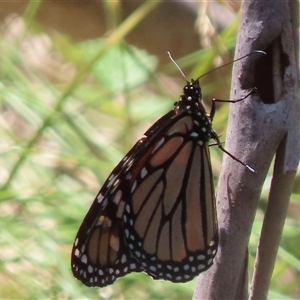 Danaus plexippus at Kambah, ACT - 1 Jan 2025 11:56 AM