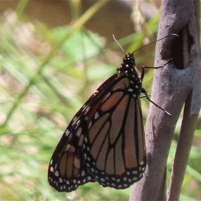 Danaus plexippus (Monarch) at Kambah, ACT - 1 Jan 2025 by SandraH