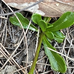 Goodenia bellidifolia (Daisy-leaf Goodenia) at Red Rocks, NSW - 1 Jan 2025 by lbradley