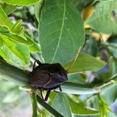 Musgraveia sulciventris (Bronze Orange Bug) at Wanniassa, ACT - 1 Jan 2025 by SandraH