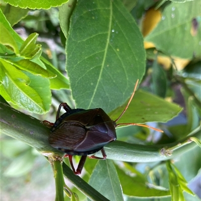 Musgraveia sulciventris (Bronze Orange Bug) at Wanniassa, ACT - 1 Jan 2025 by SandraH