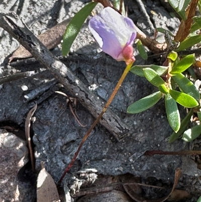 Utricularia lateriflora (Small Bladderwort) at Red Rocks, NSW - 1 Jan 2025 by lbradley