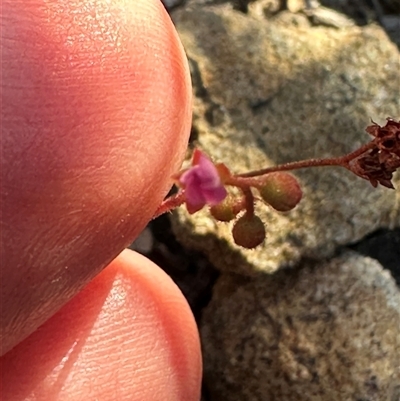 Drosera spatulata (Common Sundew) at Red Rocks, NSW - 1 Jan 2025 by lbradley