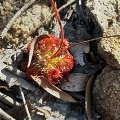 Drosera spatulata at Red Rocks, NSW - 1 Jan 2025 05:55 PM