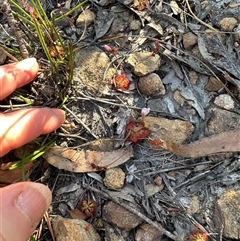 Drosera spatulata at Red Rocks, NSW - 1 Jan 2025 05:55 PM