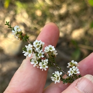 Baeckea imbricata at Red Rocks, NSW - 1 Jan 2025