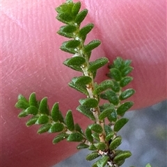 Baeckea imbricata at Red Rocks, NSW - 1 Jan 2025