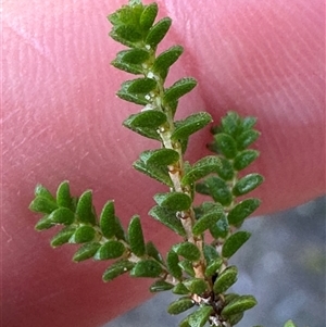 Baeckea imbricata at Red Rocks, NSW - 1 Jan 2025