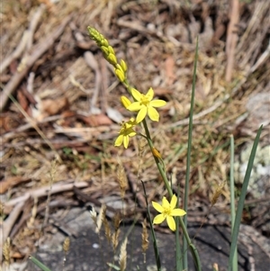 Bulbine glauca at Wilsons Valley, NSW - 31 Dec 2024