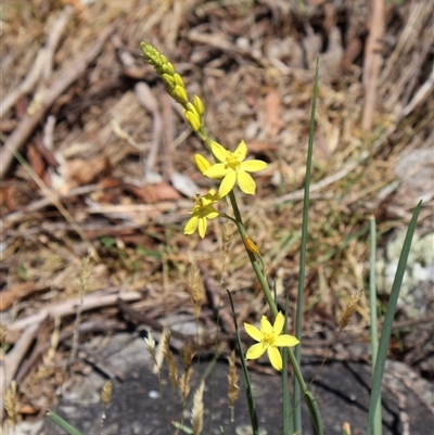 Bulbine glauca (Rock Lily) at Wilsons Valley, NSW - 31 Dec 2024 by Clarel
