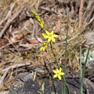 Bulbine glauca (Rock Lily) at Wilsons Valley, NSW - 31 Dec 2024 by Clarel