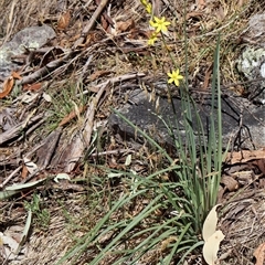 Bulbine glauca at Wilsons Valley, NSW - 31 Dec 2024