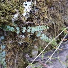 Asplenium flabellifolium (Necklace Fern) at Wilsons Valley, NSW - 31 Dec 2024 by Clarel