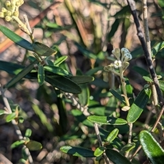 Astrotricha ledifolia (Common Star-hair) at Oallen, NSW - 14 Nov 2024 by LWenger