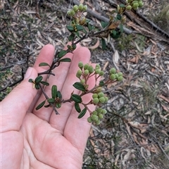 Pomaderris ledifolia (Sydney Pomaderris) at Oallen, NSW - 19 Nov 2024 by LWenger