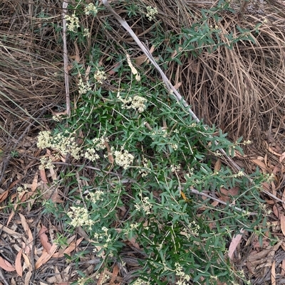 Astrotricha ledifolia (Common Star-hair) at Oallen, NSW - 19 Nov 2024 by LWenger