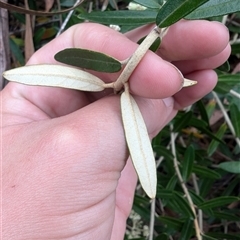 Astrotricha ledifolia at Oallen, NSW - suppressed