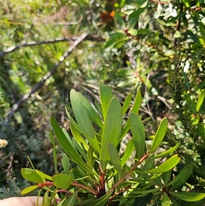 Tasmannia xerophila subsp. xerophila at Kiandra, NSW - 28 Dec 2024