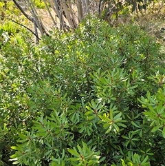 Tasmannia xerophila subsp. xerophila at Kiandra, NSW - 28 Dec 2024